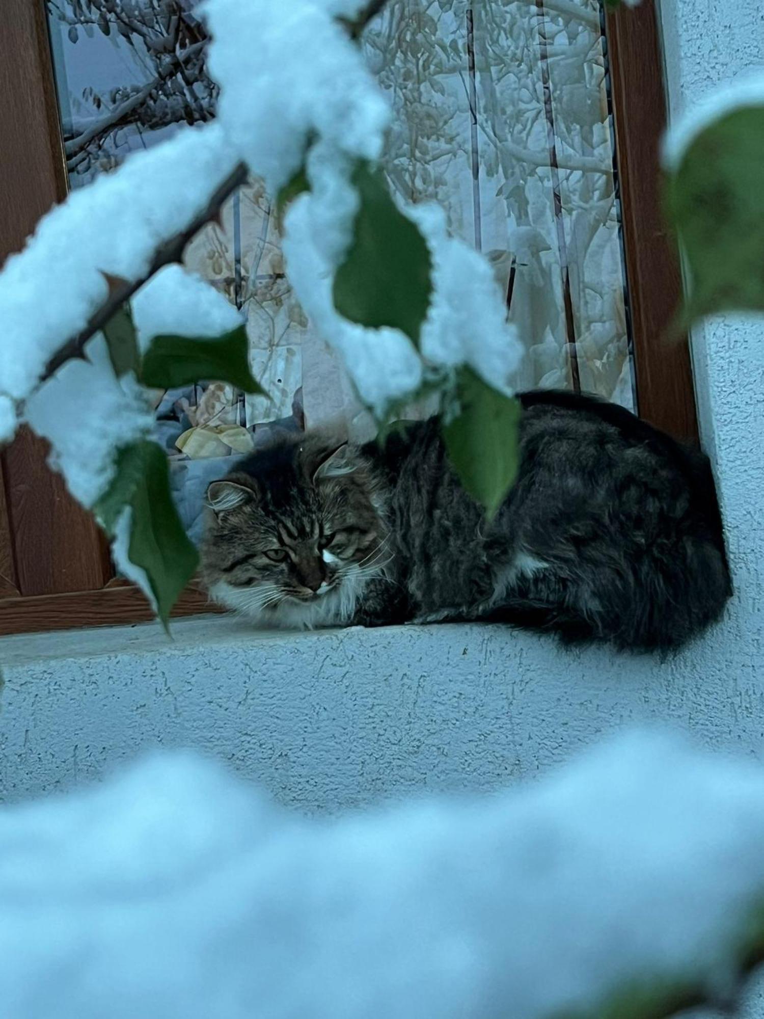 ホテル Casa Cristalul Muntilor Poiana Mărului エクステリア 写真